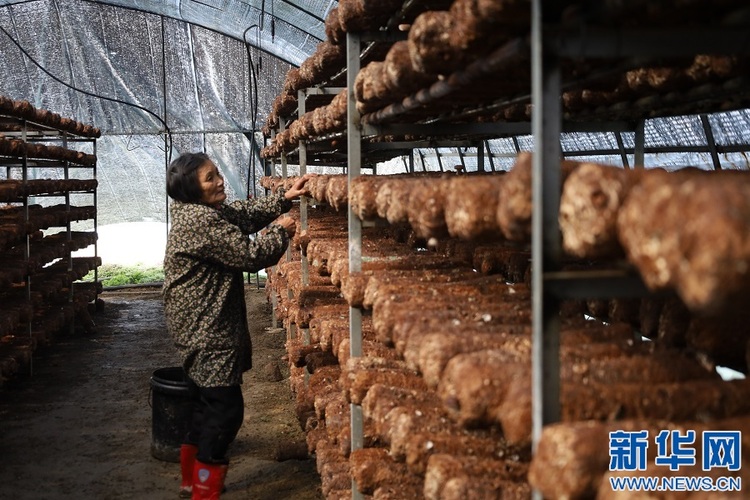江西吉安：小菌菇激活乡村振兴大产业