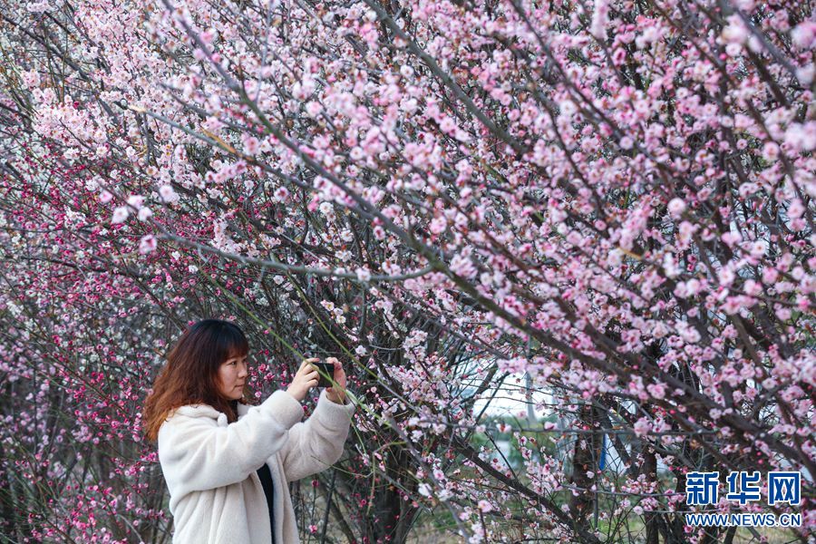 信阳光山： 春有约 花不负