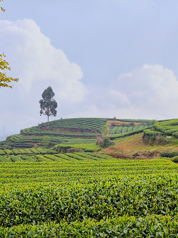 雅安名山：领略中国至美茶园绿道之美_fororder_中国至美茶园绿道美景-摄影-张琬沁（1）