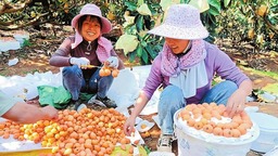 紅河蒙自：萬畝枇杷正金黃