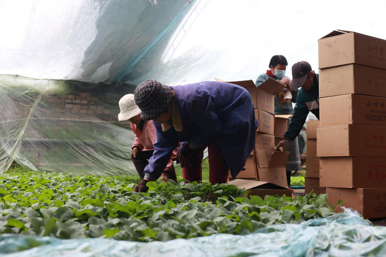 圖片默認標題_fororder_44