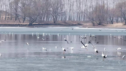 新民市首屆溪溪湖觀鳥節將於4月1日啟幕 新民春季旅遊正式啟動