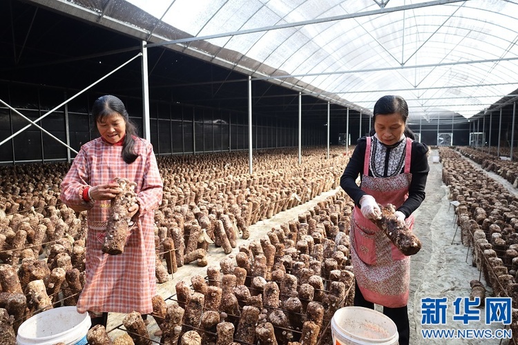 江西吉安：小菌菇激活乡村振兴大产业