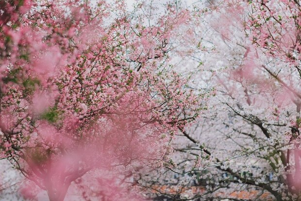 【文化旅游】樱花盛放、海棠半开 上海辰山植物园群芳斗艳