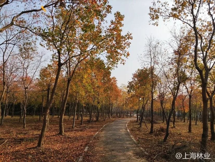 【文化旅游】上海小微开放休闲林地增至54个