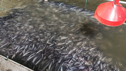 湖南資興首批養殖鰻魚上市 主要銷往海外市場