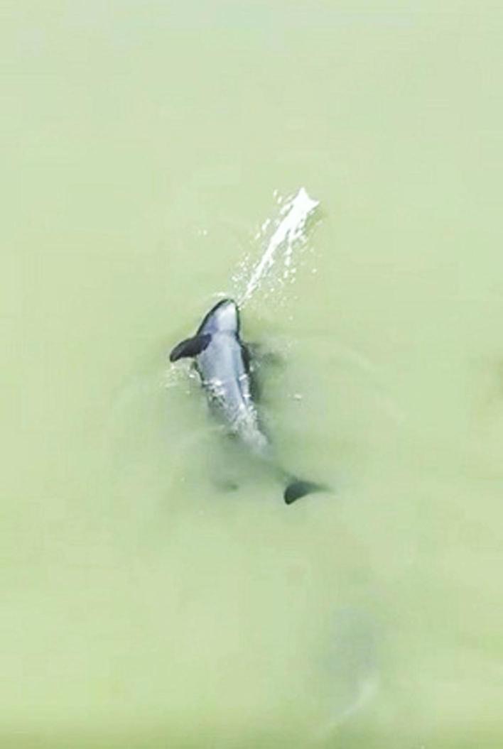 长江大保护“扬州样本”：江豚逐浪 人与自然和谐相处