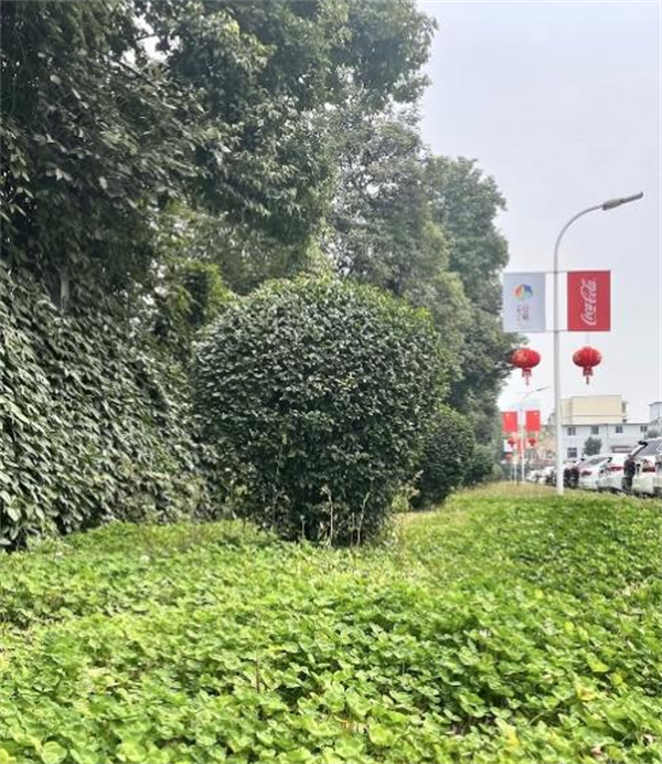 中粮可口可乐四川公司获评国家级“绿色工厂” 持续助力生态文明建设