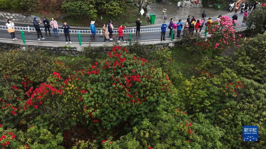 貴州畢節：觀百里杜鵑花海