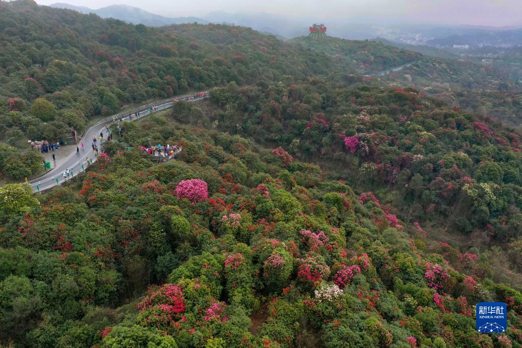 貴州畢節：觀百里杜鵑花海