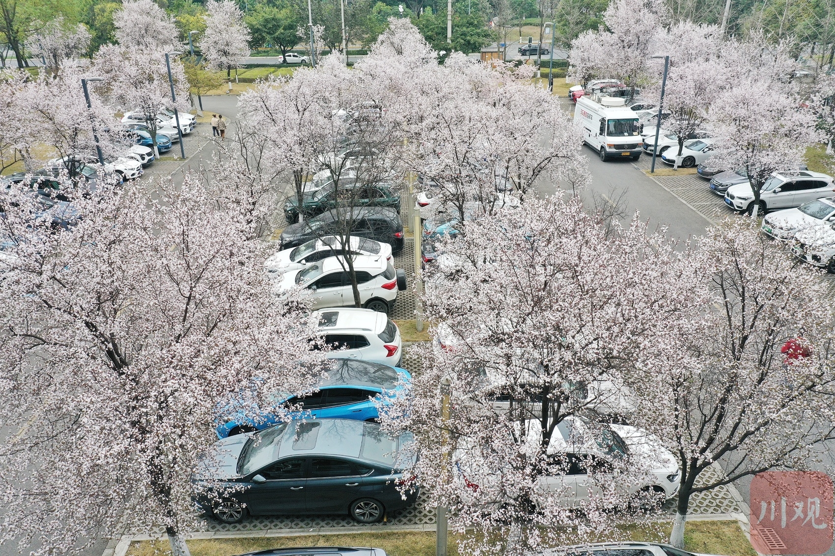 （轉載）陽春三月花如雪 這裡的停車場美出圈了