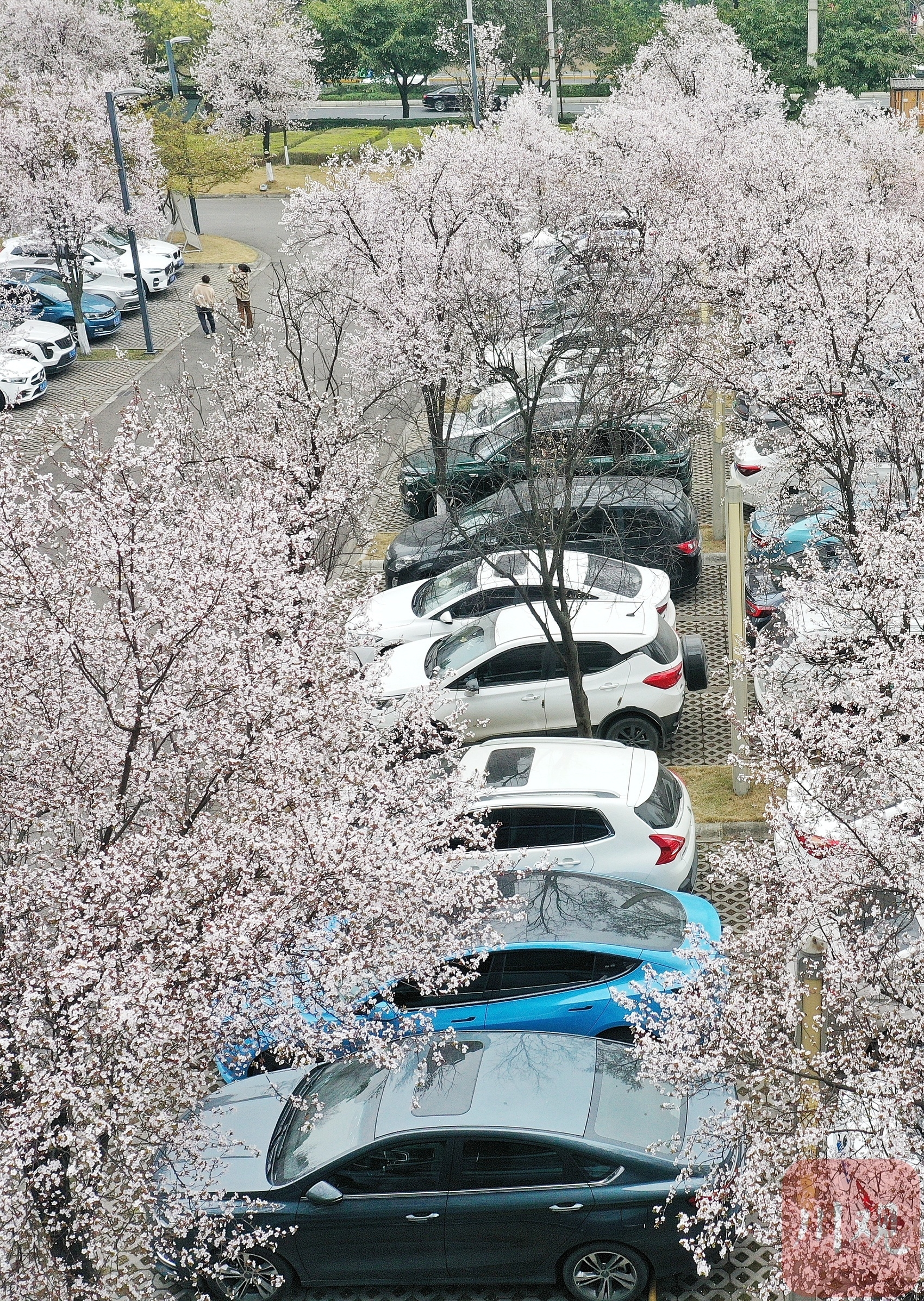 （轉載）陽春三月花如雪 這裡的停車場美出圈了