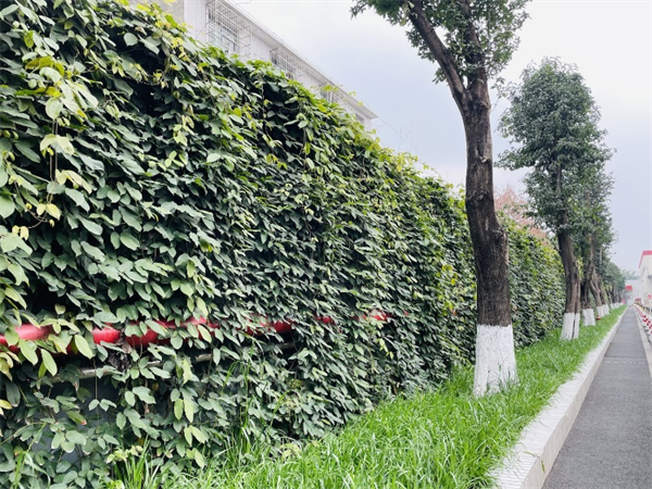 中粮可口可乐四川公司获评国家级“绿色工厂” 持续助力生态文明建设