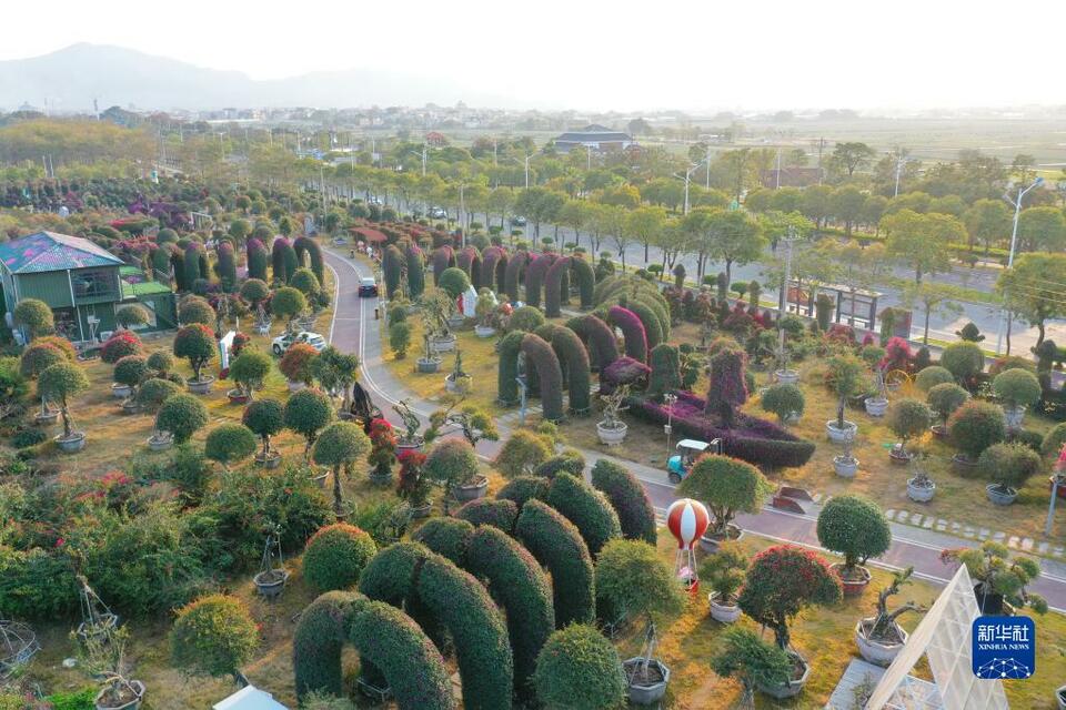 漳州“三花”香飘海外