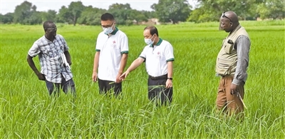 中国持续推动农业技术国际合作