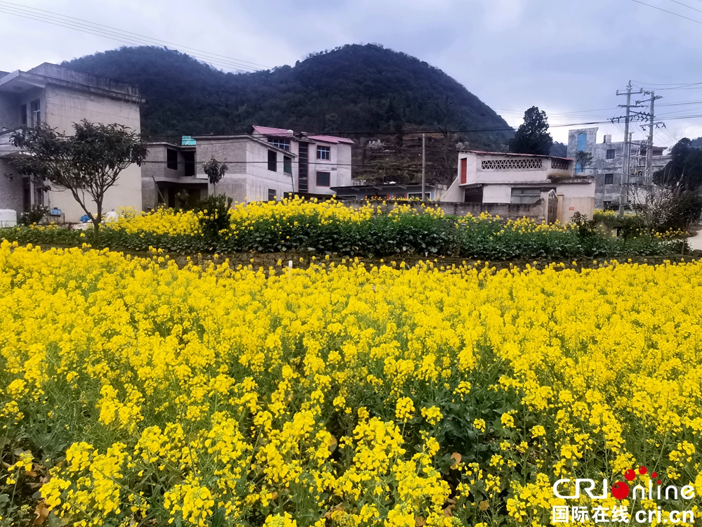 貴州關嶺：坡貢鎮凡化村油菜花開美如畫_fororder_3b53b26ab98d59f8b3417c30b656713