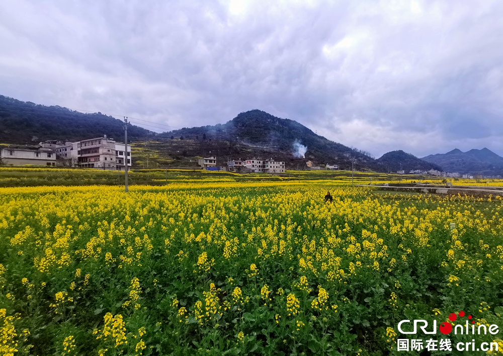 貴州關嶺：坡貢鎮凡化村油菜花開美如畫_fororder_32987cda2d0c686f874f110e409a493