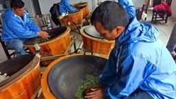 貴州都勻：春茶市場旺 茶企産銷忙