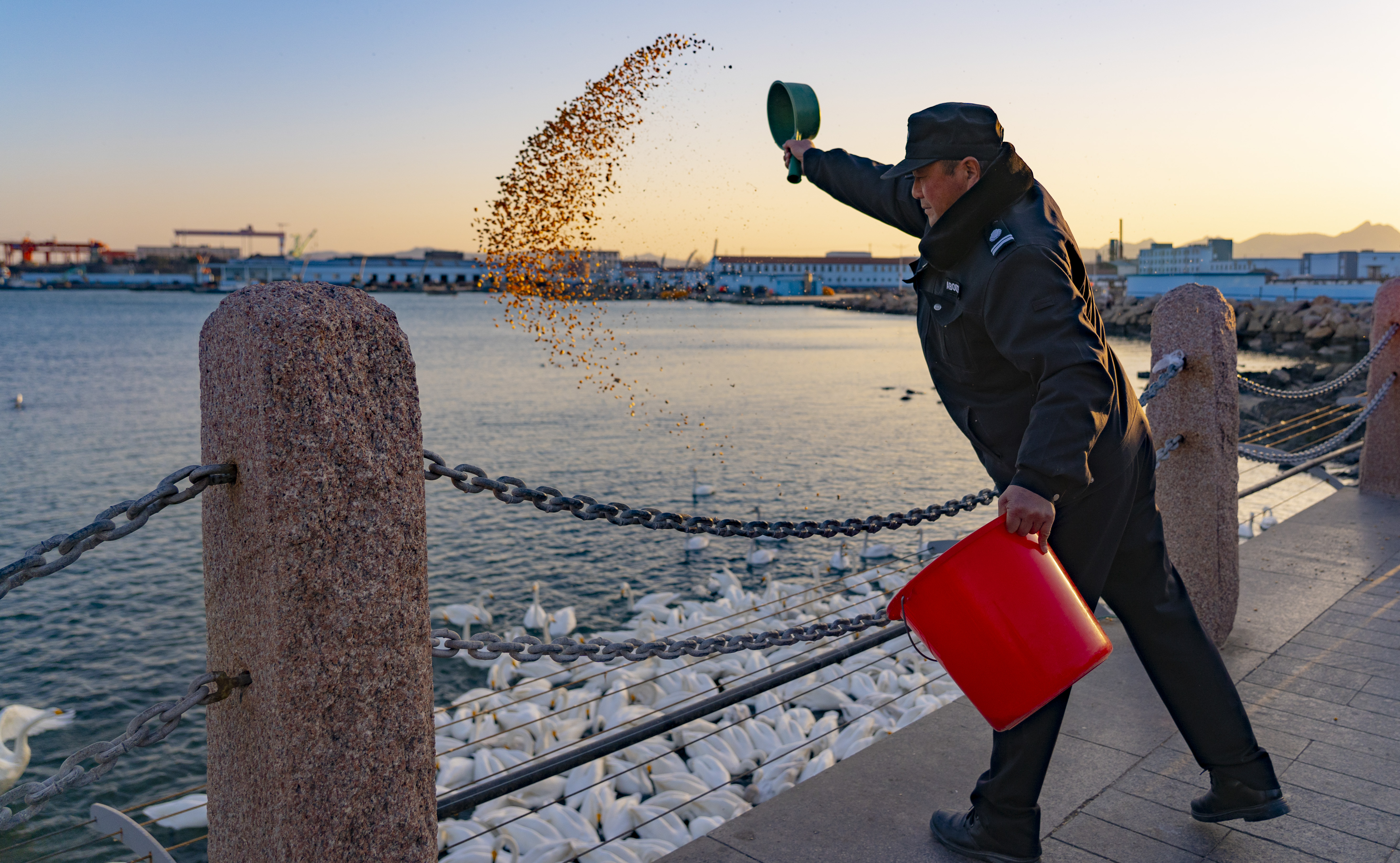 山東榮成：大天鵝開始回遷 暮色當中練飛忙_fororder_飛鳥5-