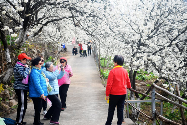 广元朝天区：樱花谷里樱花开 美了乡村富了村民_fororder_未标题-2