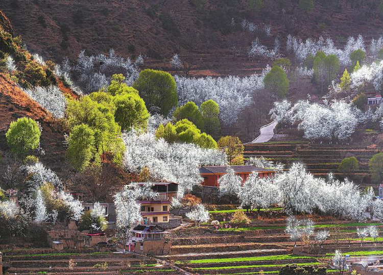 阿坝金川县第七届古树梨花节开幕三百年古梨树花开高原新场景