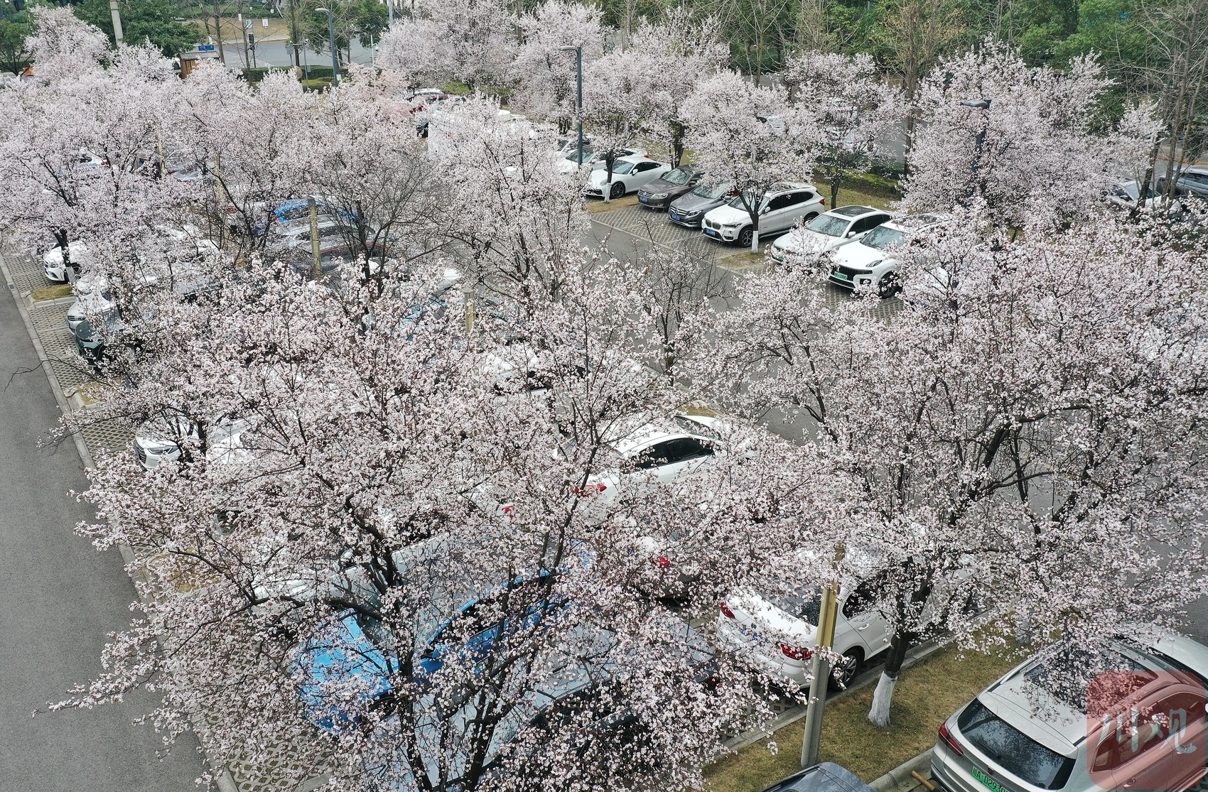 （轉載）陽春三月花如雪 這裡的停車場美出圈了