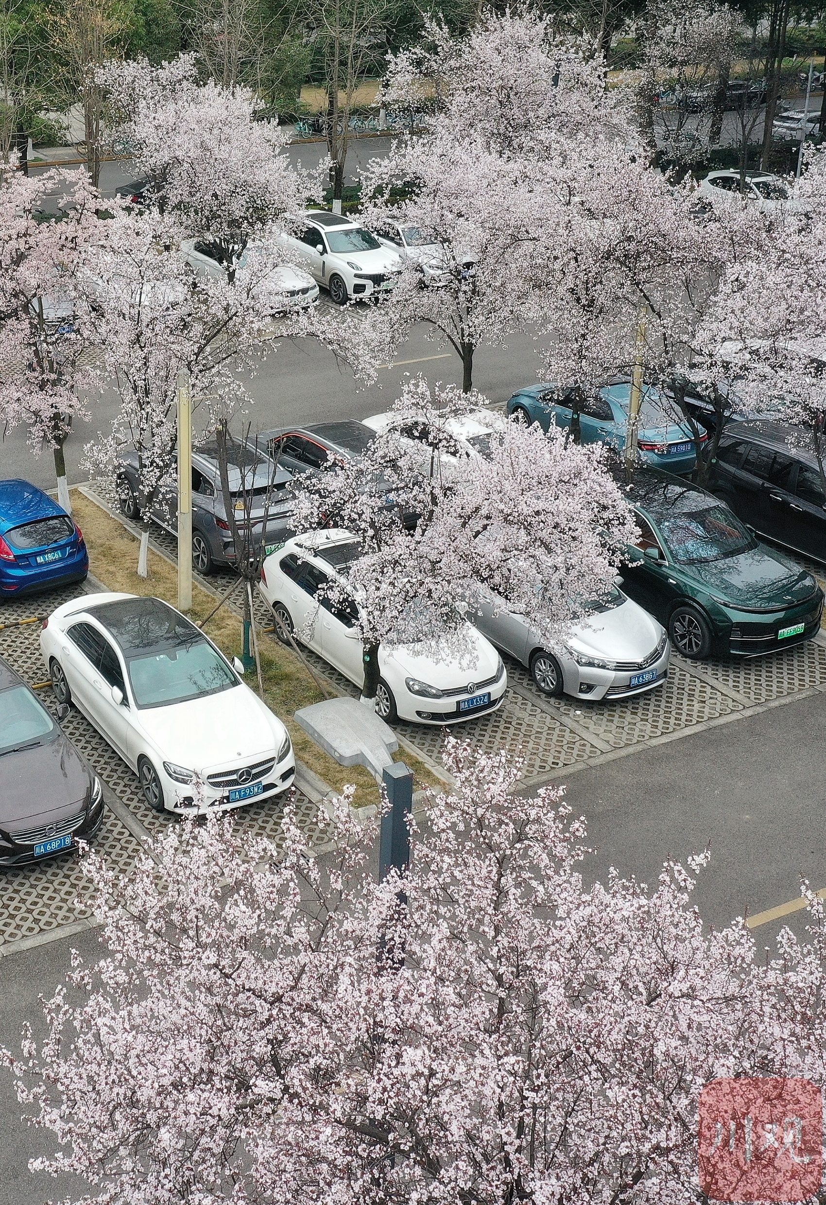 （轉載）陽春三月花如雪 這裡的停車場美出圈了