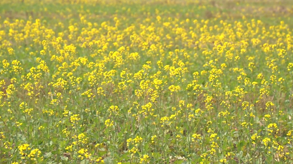 廣西南寧：春日暖陽 彩色油菜花盛開