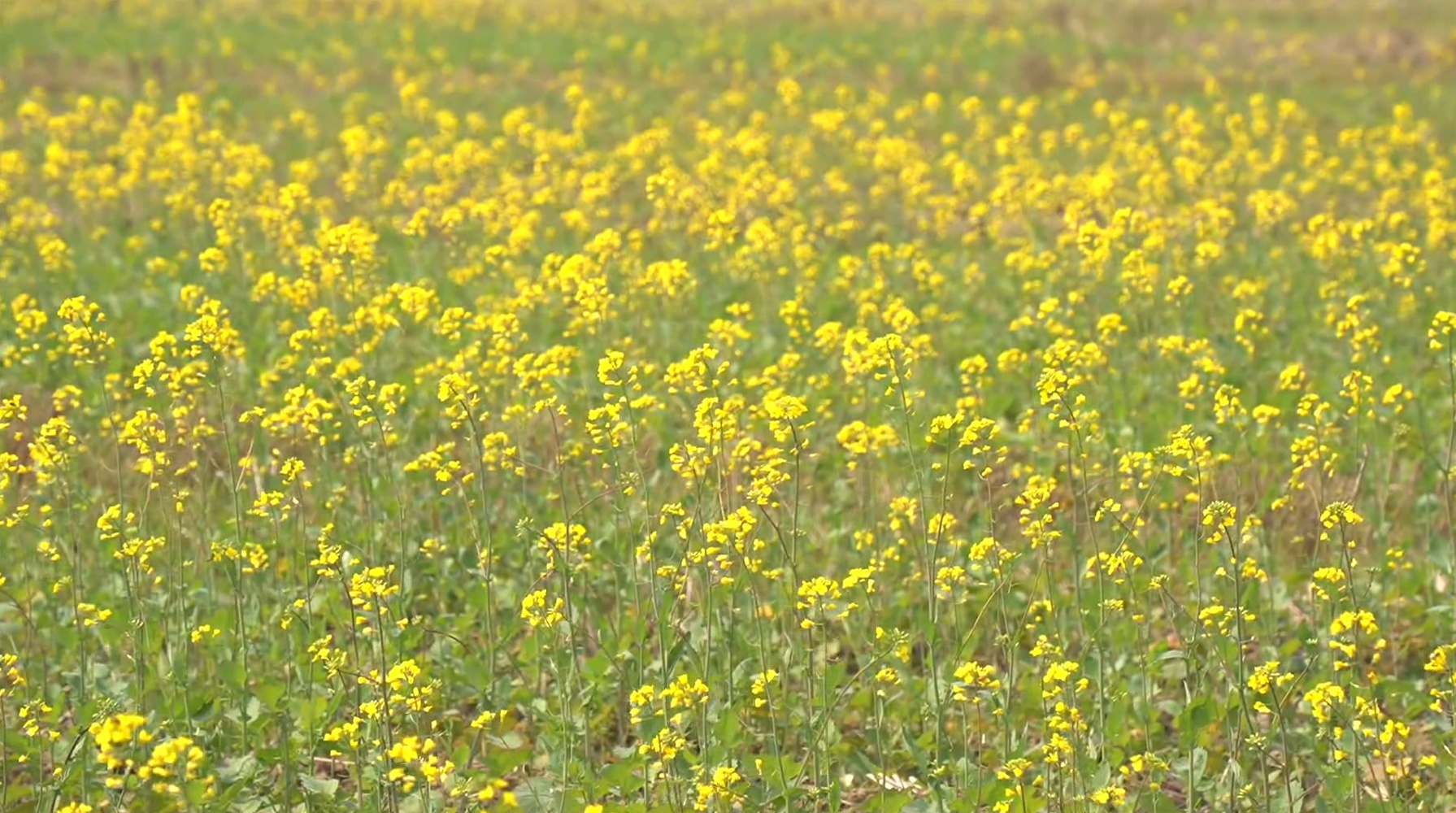 广西南宁：春日暖阳 彩色油菜花盛开