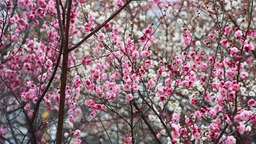 【春日“豫”新景】開封：暢遊古城 尋找春天的足跡