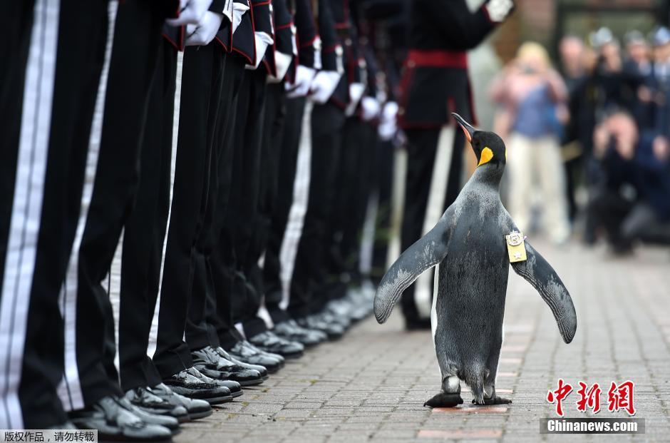 挪威呆萌企鵝“檢閱”國王衛隊 軍銜升至准將
