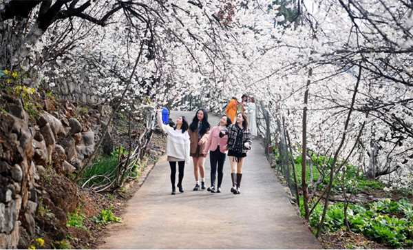 广元朝天区：樱花谷里樱花开 美了乡村富了村民_fororder_未标题-1