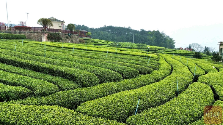 （转载）#你好·春天#宜宾高县：春风染绿 茶山叠翠美如画