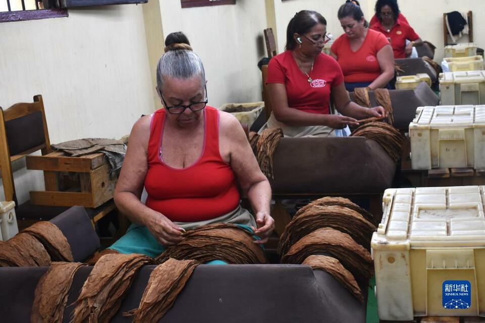 走进古巴雪茄厂
