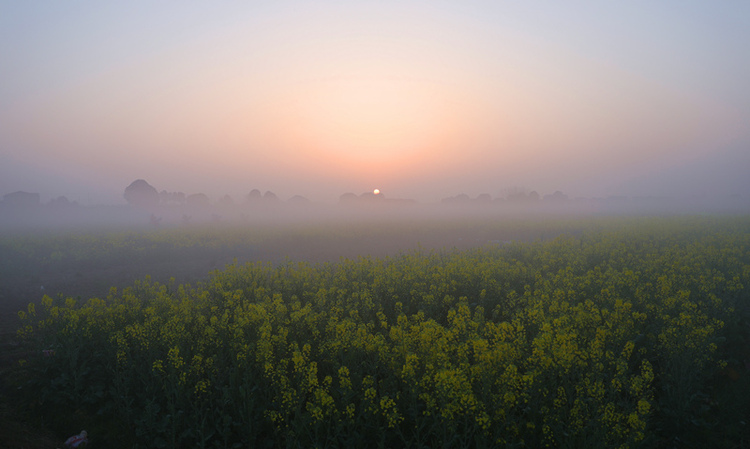 湖南沅江：油菜花开 乡村如画_fororder_4