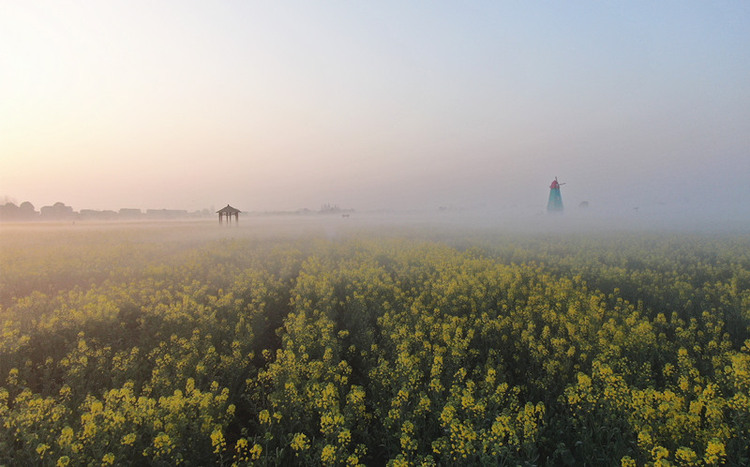 湖南沅江：油菜花开 乡村如画_fororder_7