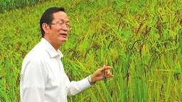 雲南農大解碼基因奧秘 做強雲南“稻芯”