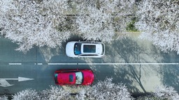 （转载）#你好·春天#春日里的一条“雪花”街