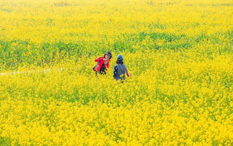 萬畝花海綻放 第十屆知音故里（武漢蔡甸）油菜花節開幕