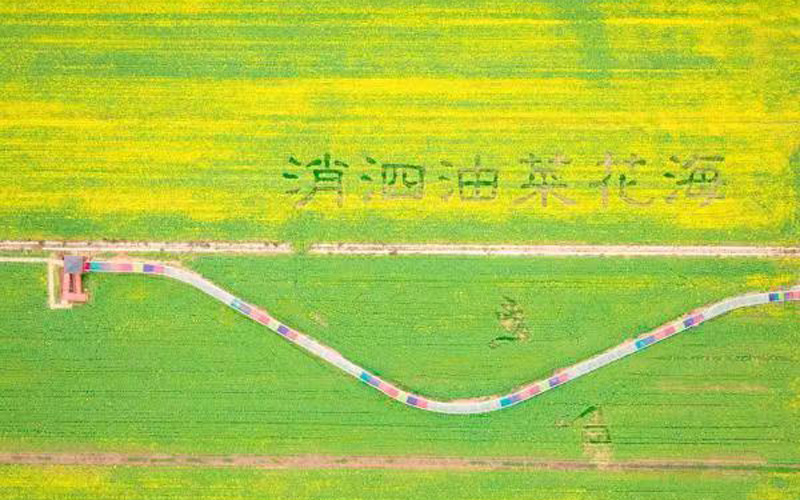 萬畝花海綻放 第十屆知音故里（武漢蔡甸）油菜花節開幕