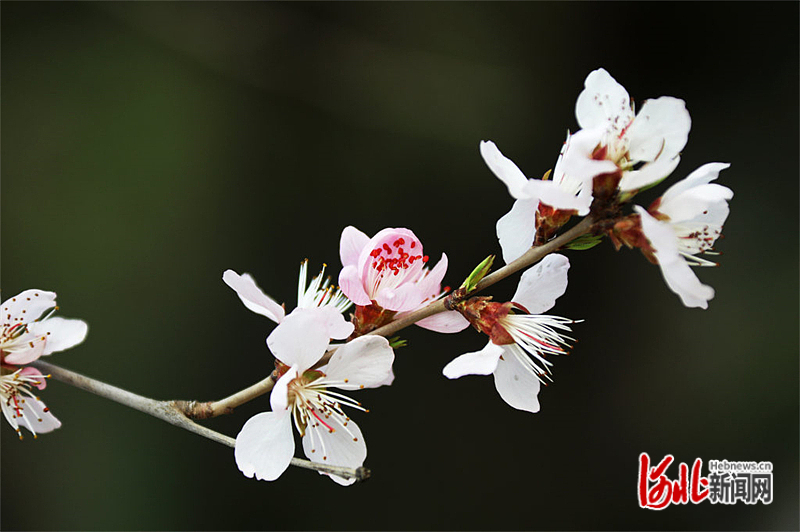 图片默认标题_fororder_hebnewsimg (3)