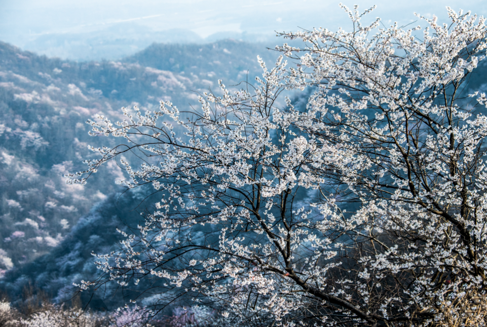 【春日“豫”新景】信陽新縣：春日浪漫 “櫻”你而來_fororder_櫻花如雪，卻比雪還美。（黨智華 攝）