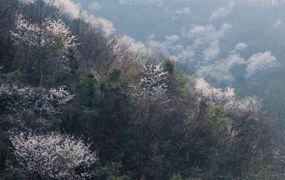 【春日“豫”新景】信陽新縣：春日浪漫 “櫻”你而來_fororder_櫻花開燦如雲霞 （蔣侖 攝）