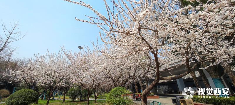 街心花园 春意盎然