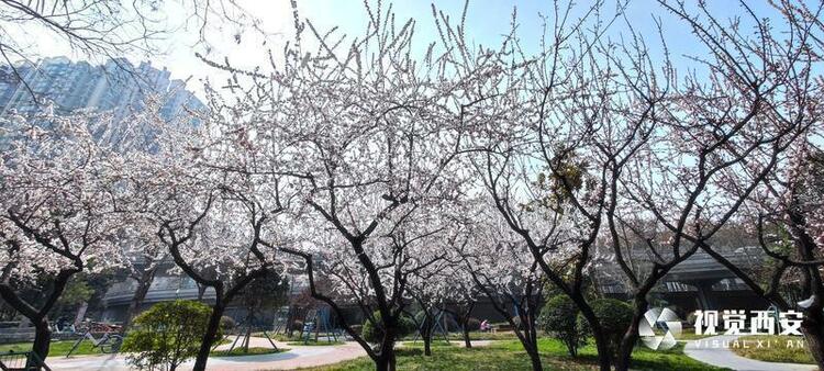 街心花園 春意盎然