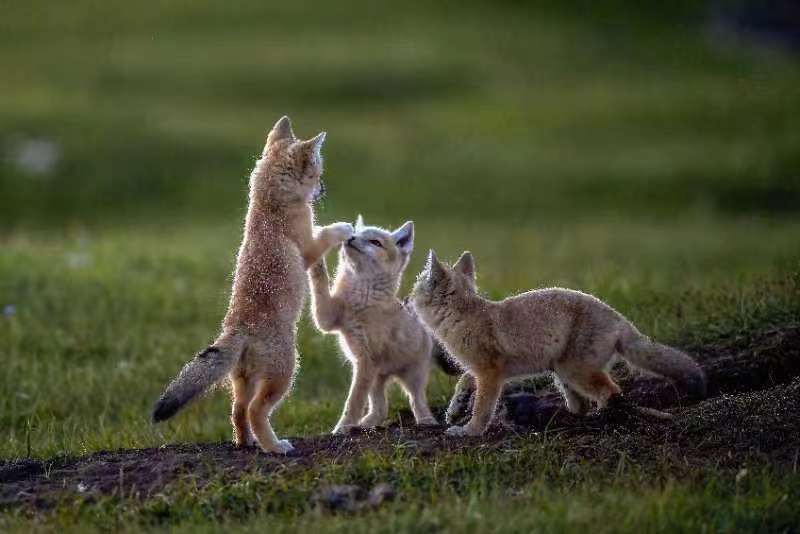 Impression of Inner Mongolia Photography Exhibition Opens to the Public in National Art Museum of China_fororder__cgi-bin_mmwebwx-bin_webwxgetmsgimg__&MsgID=7272896077513885655&skey=@crypt_9a92517d_758fd50d11108bdbf8973cf82bb199b4&mmweb_appid=wx_webfilehelper