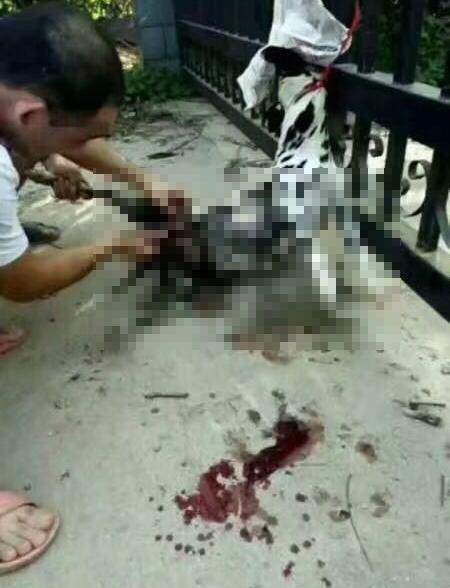 男子活剖孕狗拍视频 爱狗人士被刺伤入院