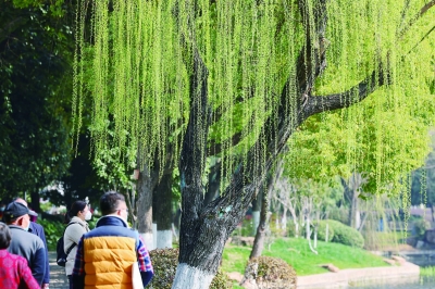 万物苏复 南京景区内春意盎然