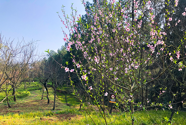 自贡市第二十三届自流井·尖山桃花会举行_fororder_4盛放的桃花（摄影-冯常英）