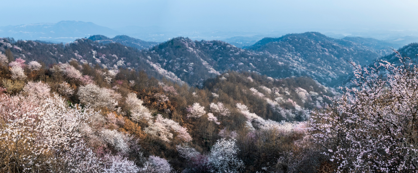 【春日“豫”新景】信陽新縣：春日浪漫 “櫻”你而來_fororder_野櫻花盛放如十里錦繡 （黨智華 攝）